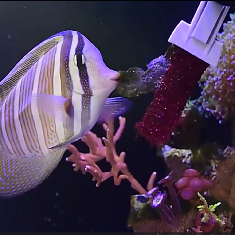 Magnetic Fish Tank Seaweed Veg - Aquarium Marine Services ulasan dan harga