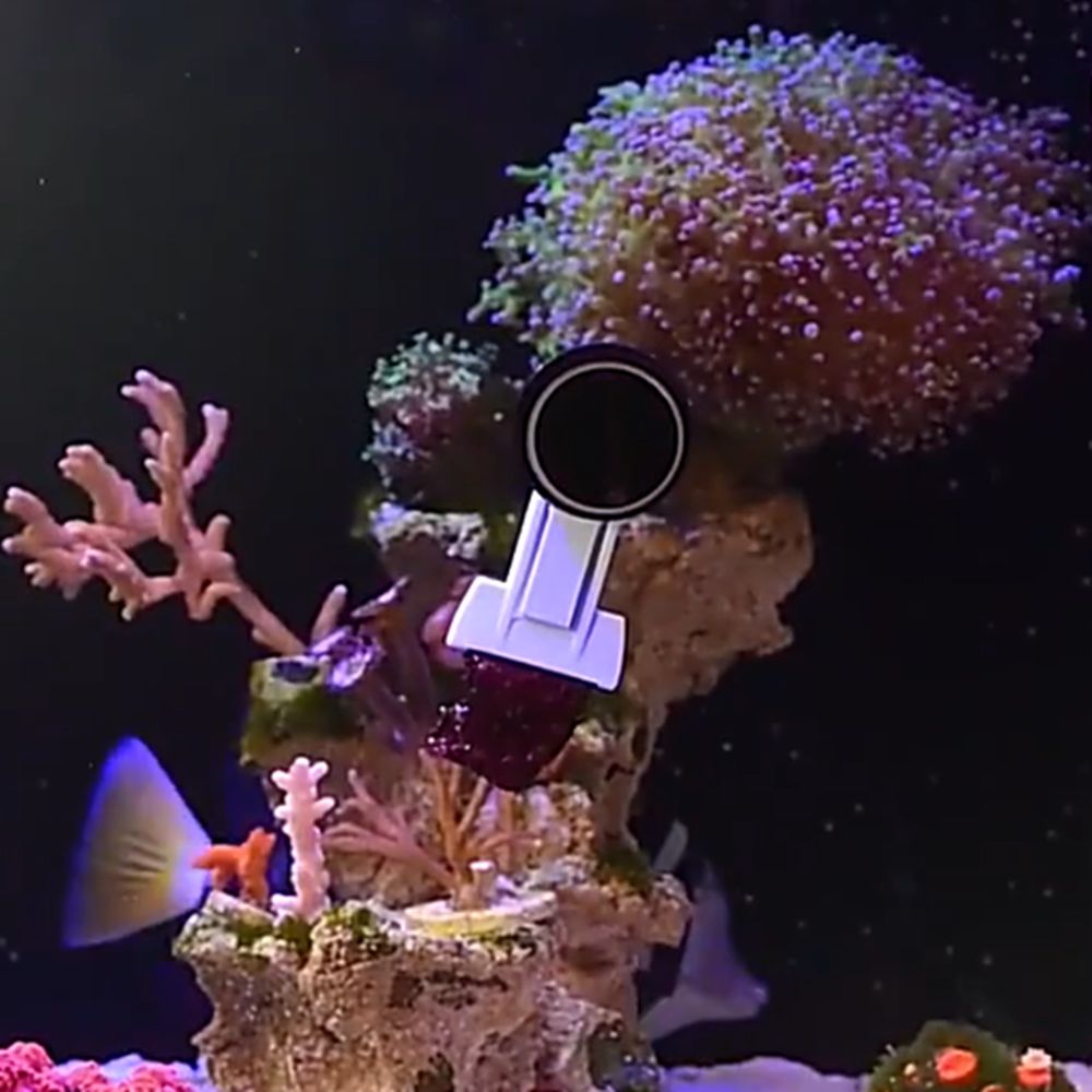Magnetic Fish Tank Seaweed Veg - Aquarium Marine Services ulasan dan harga