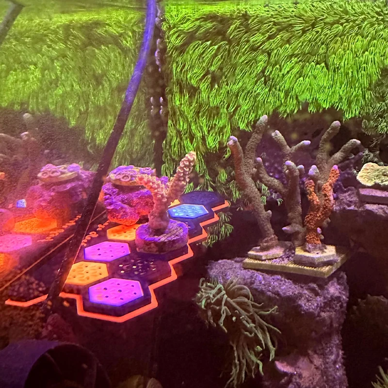 Aquarium Fluorescent Magnetic  - Coral Frag Plug ulasan dan harga